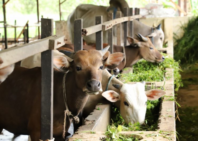 SAMARINDA JADI KAWASAN PETERNAKAN SAPI TERINTEGRASI Borneo Update