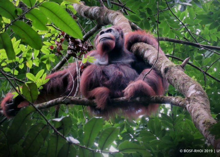 DALAM RANGKA MEMPERINGATI HARI PAHLAWAN,3 ORANGUTAN DILEPASLIARKAN DI HUTAN KEHJE SEWEN
