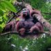 DALAM RANGKA MEMPERINGATI HARI PAHLAWAN,3 ORANGUTAN DILEPASLIARKAN DI HUTAN KEHJE SEWEN
