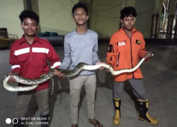 RELAWAN EVAKUASI ULAR DI KADANG AYAM