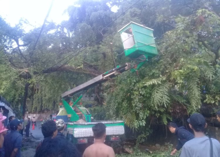 DINAS LINGKUNGAN HIDUP (DLH) KOTA SAMARINDA MENGEVAKUASI POHON TUMBANG,AKIBAT CUACA EKSTRIM