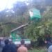 DINAS LINGKUNGAN HIDUP (DLH) KOTA SAMARINDA MENGEVAKUASI POHON TUMBANG,AKIBAT CUACA EKSTRIM
