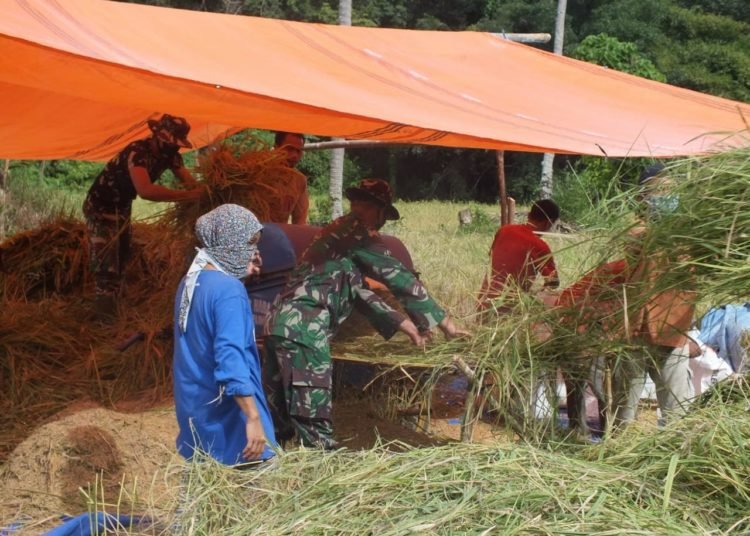 BERSAMA WARGA, SATGAS TMMD BANTU PANEN PADI