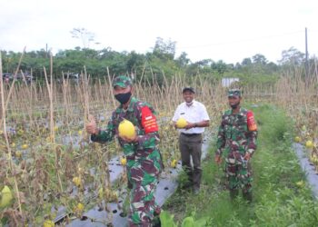 WAKIL BUPATI PPU, PANEN MELON MILIK KOPRAL GAMPANG