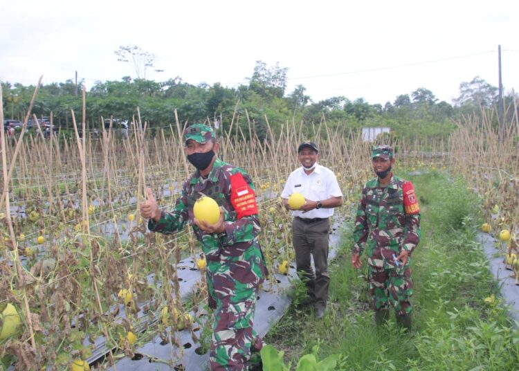 WAKIL BUPATI PPU, PANEN MELON MILIK KOPRAL GAMPANG