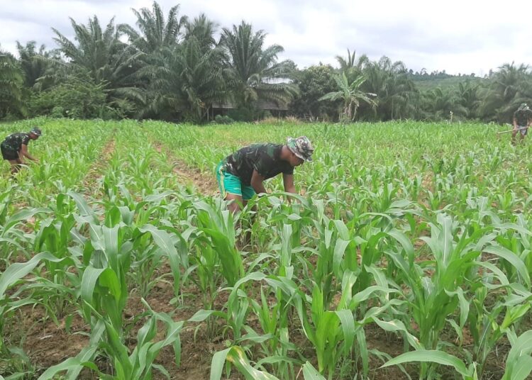 Manfaatkan Lahan Kosong 1 Hektar, Pos Sei Ular Satgas Yonif 623/BWU Tanam Jagung dan Sayur