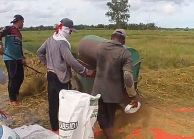 TANTANGAN PETANI BABULU DITENGAH PANDEMI