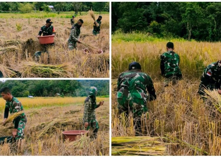 ANGGOTA PAMTAS YONIF 623/BWU BANTU PANEN PADI