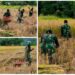 ANGGOTA PAMTAS YONIF 623/BWU BANTU PANEN PADI