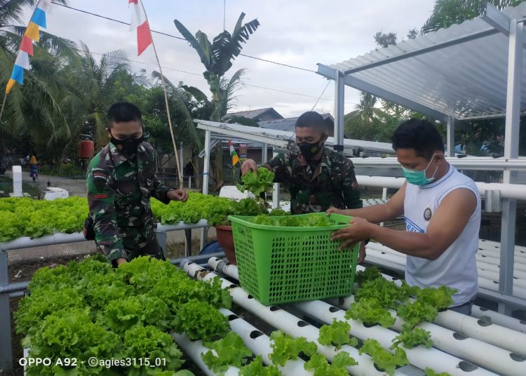 ANGGOTA TMMD BANTU WARGA PANEN SELADA