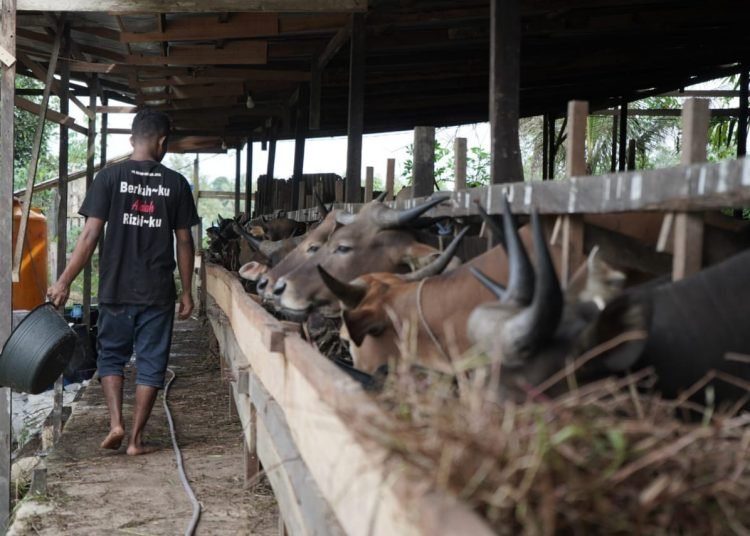 206 PETERNAK SAPI DAPAT BANTUAN PERTAMINA