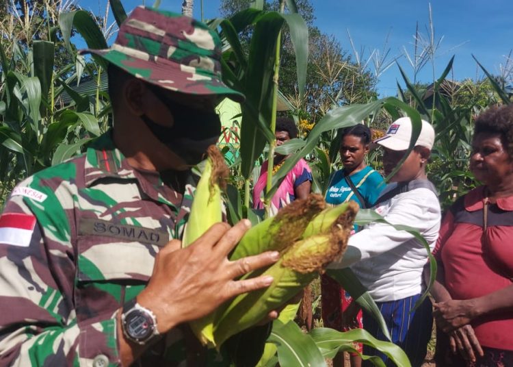 SATGAS YONIF 611/AWL PANEN RAYA BERSAMA WARGA PAPUA