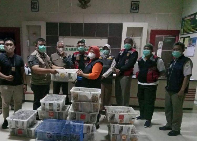 KARANTINA PERTANIAN BALIKPAPAN GAGALKAN PENYELUNDUPAN RATUSAN BURUNG