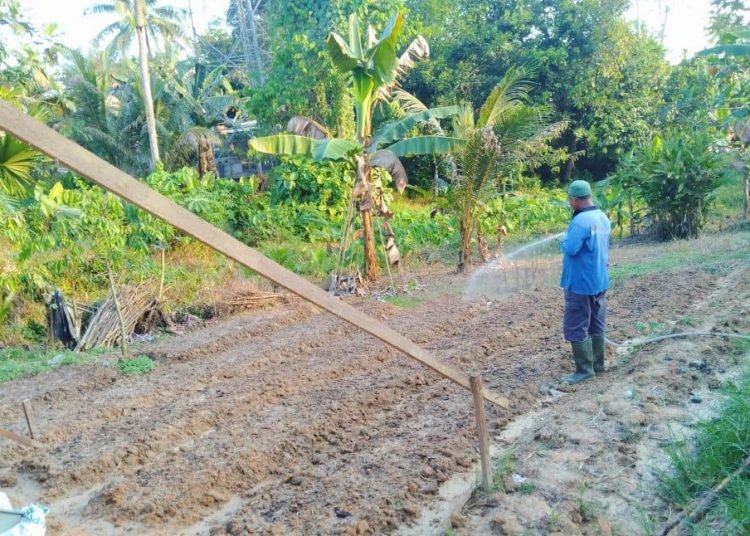 PERTAMINA KEMBANGKAN SAYUR ORGANIK