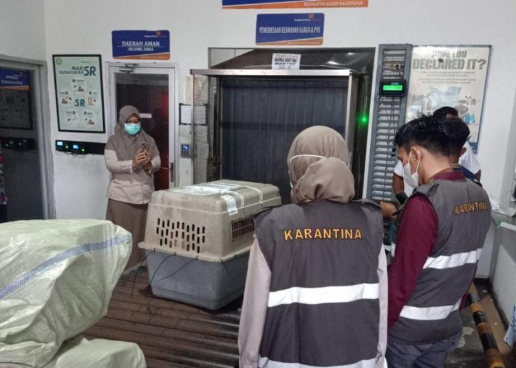 KARANTINA PERTANIAN TOLAK ANJING MASUK BALIKPAPAN