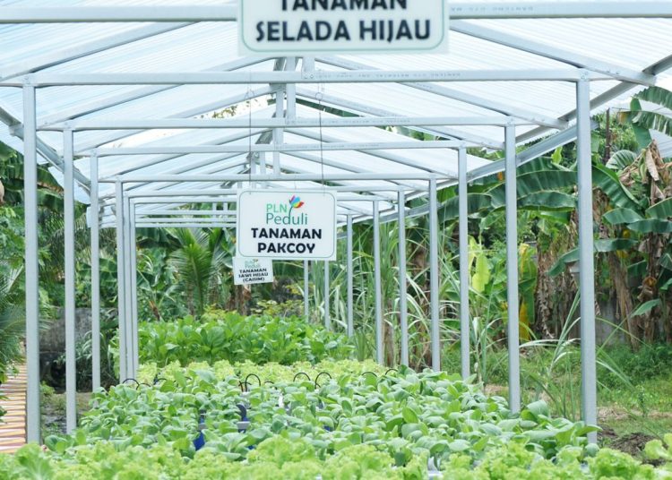 PLN DUKUNG PENGEMBANGAN HORTIKULTURA