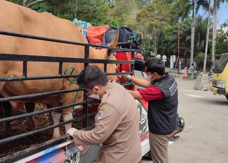 KASUS PMK PENGARUHI STOK HEWAN KURBAN KALTIM