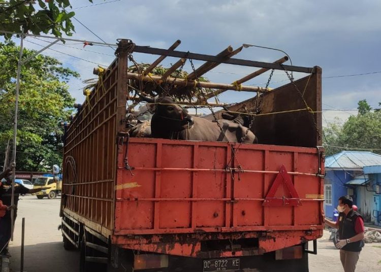 KALTIM MASIH BEBAS PMK