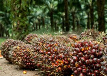 HARGA TBS KALTIM TEMBUS Rp 3.000