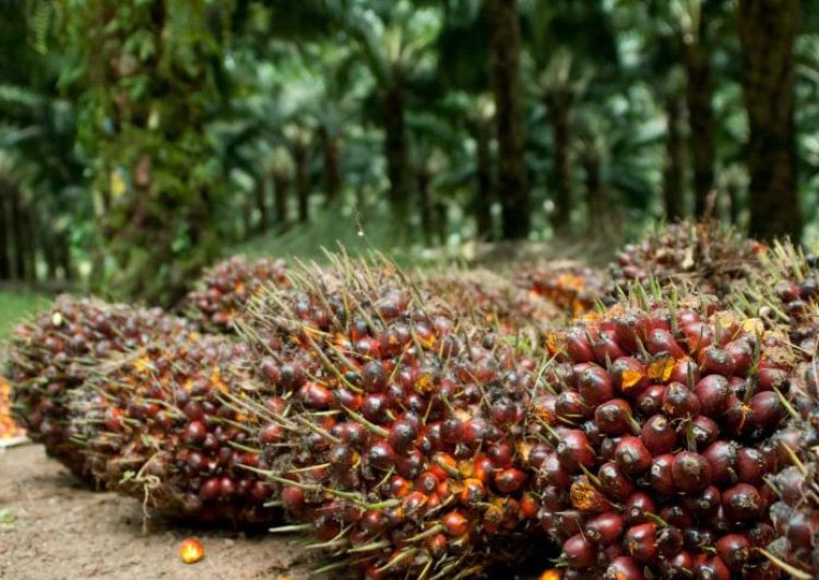 HARGA TBS KALTIM TEMBUS Rp 3.000