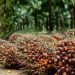 HARGA TBS KALTIM TEMBUS Rp 3.000