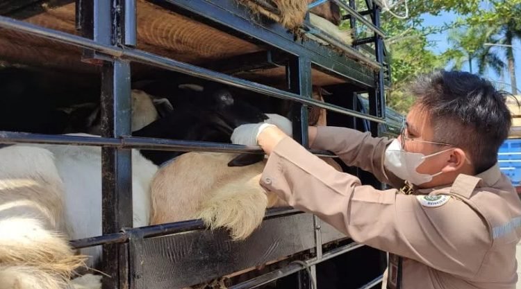 DPKH KALTIM SEBUT 4.720 SAPI BERSTATUS AMAN