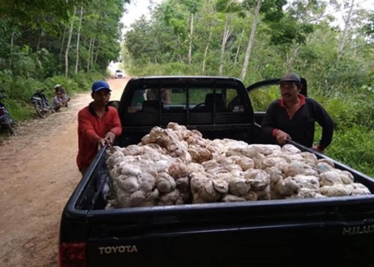 KUALITAS KARET JADI PERHATIAN PEMERINTAH