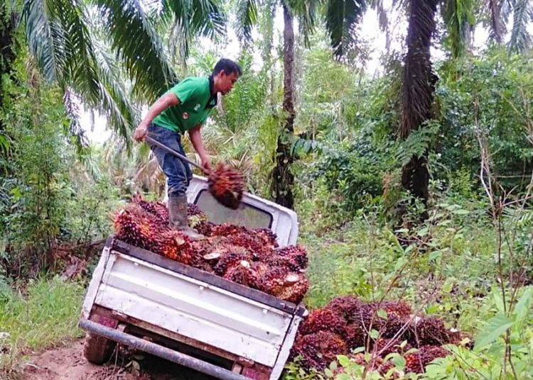 FPKS KALTIM LAKUKAN REORGANISASI