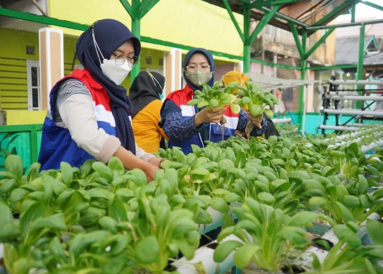 KPI PANEN PAKCOI BERSAMA PKK