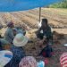 SATGAS PAMTAS BERI PELATIHAN PERTANIAN