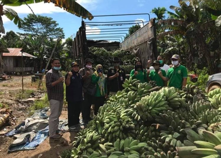 PETANI KALTIM DAPAT 18 RIBU BIBIT PISANG