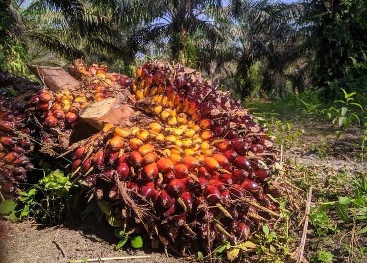 HARGA TBS KALTIM MERANGKAK NAIK