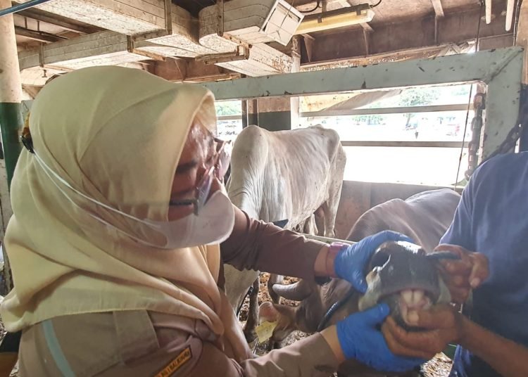 KARANTINA PASTIKAN KURBAN SEHAT