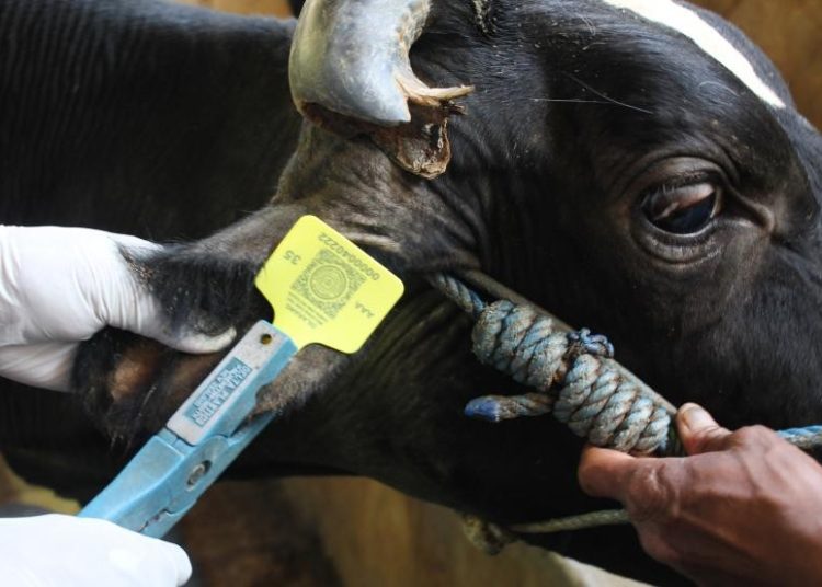 PEMPROV SARANKAN BELI HEWAN KURBAN DENGAN EARTAG