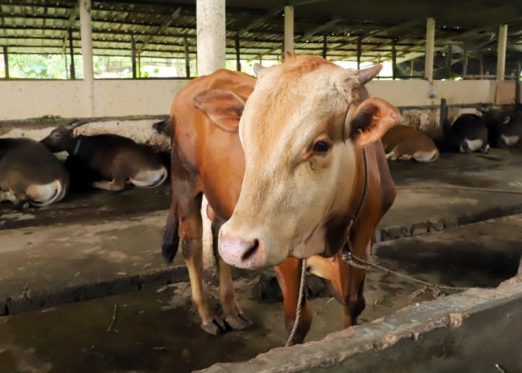 STOK HEWAN KURBAN DI KALTIM AMAN