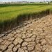 DPTPH INSTRUKSIKAN PETANI PERCEPAT MASA TANAM