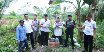 DISBUN MUSNAHKAN 8.000 BIBIT SAWIT ILEGAL