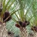 HARGA SAWIT KEMBALI TURUN