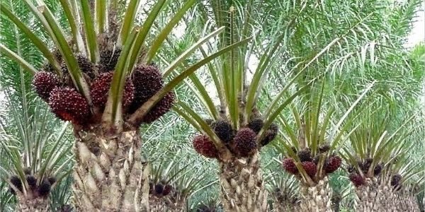 HARGA SAWIT KEMBALI TURUN