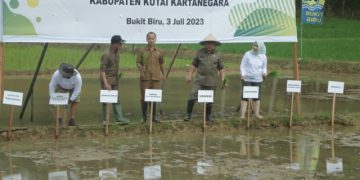 DPTPH GERAKKAN PENANAMAN PADI 1.000 HEKTAR