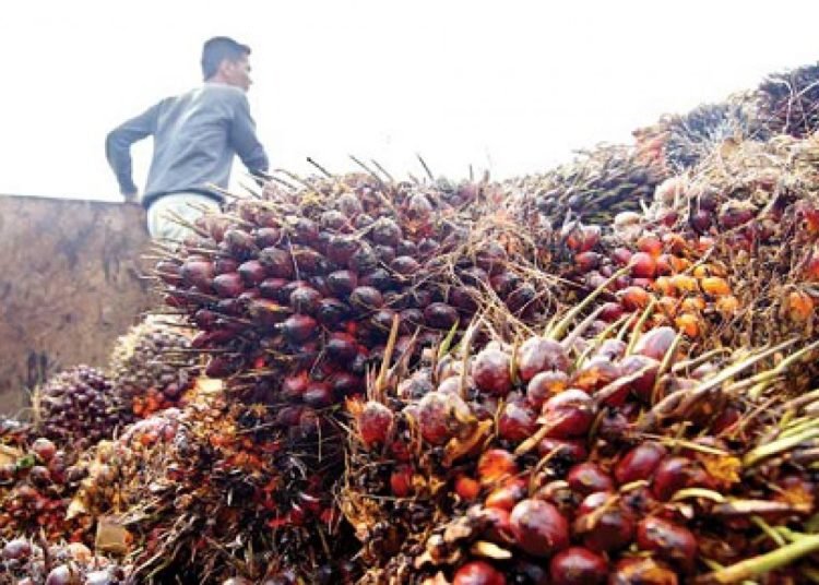 HARGA TBS BELUM TUNJUKKAN KENAIKAN