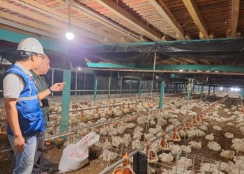 PROGRAM EA PLN TUMBUH 22 PERSEN