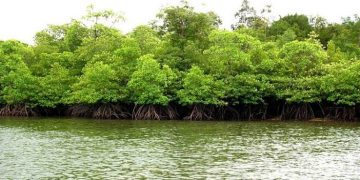 SALIKI BERSOLEK, MANGROVE JADI WISATA