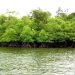 SALIKI BERSOLEK, MANGROVE JADI WISATA