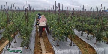 TANJUNG BATU SUKSES JADI DESA MANDIRI
