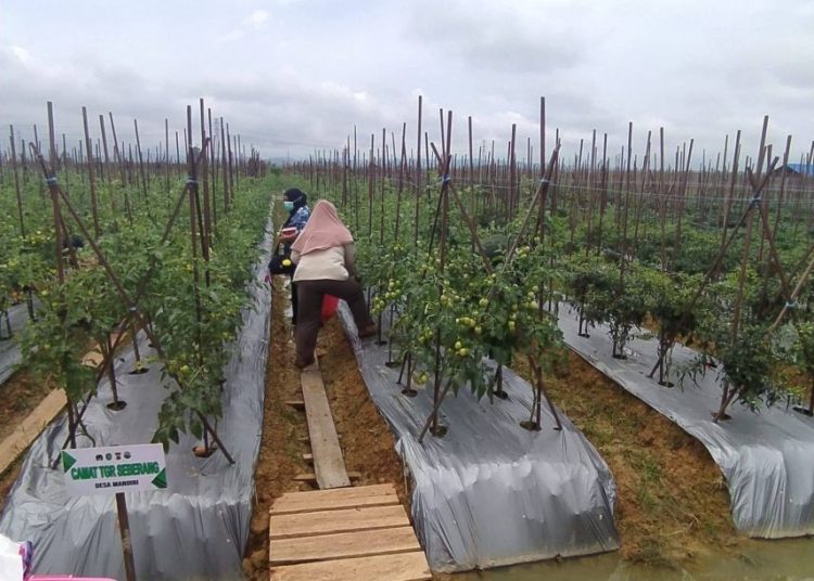 TANJUNG BATU SUKSES JADI DESA MANDIRI