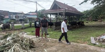 PETERNAK DAPAT BANTUAN BIBIT UNGGUL