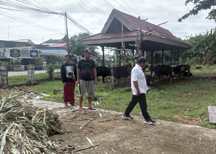 PETERNAK DAPAT BANTUAN BIBIT UNGGUL