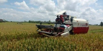 MUARA KAMAN FOKUS JADI LUMBUNG PANGAN