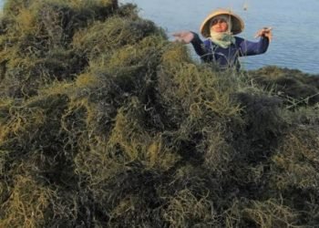 PEMKAB SIAPKAN 22 M UNTUK MESIN RUMPUT LAUT